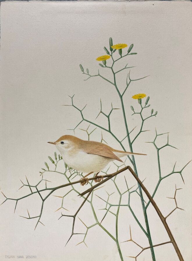 Null 保罗-巴鲁尔
矮莺 "或 "Sylvia nana"。
纸上水彩画，已签名 
24 x 18 cm