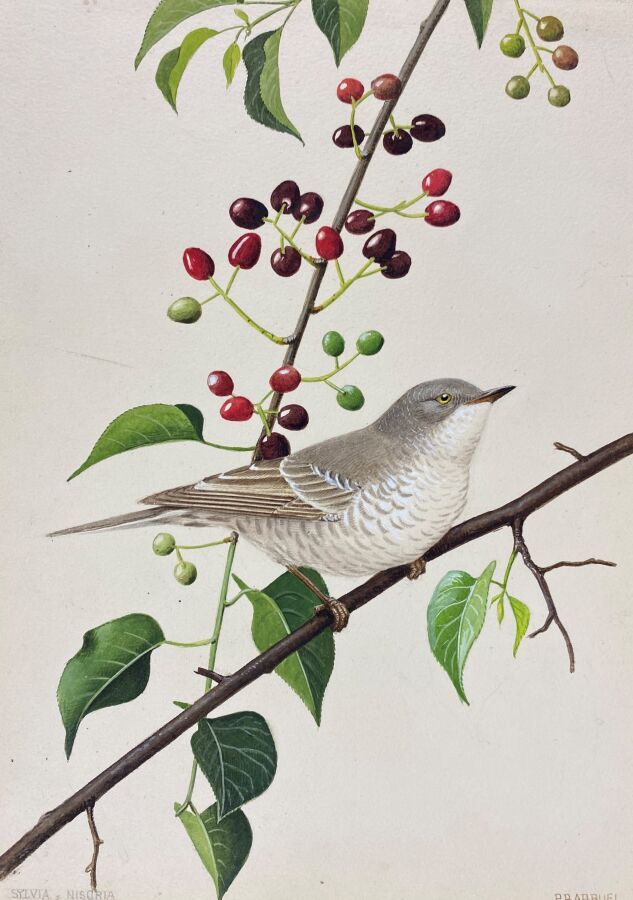 Null 保罗-巴鲁尔
鹰嘴鸟 "或 "西尔维娅"（Sylvia nisoria）。
纸上水彩画，右下角签名
24 x 18 cm