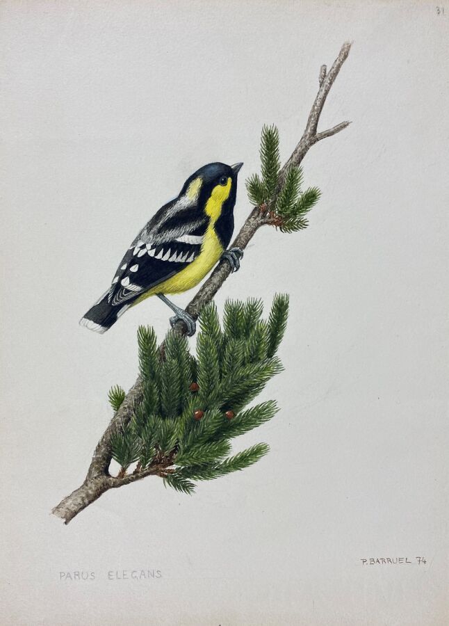 Null Paul Barruel
"Chickadee" or "Periparus elegans
Watercolor on paper signed i&hellip;