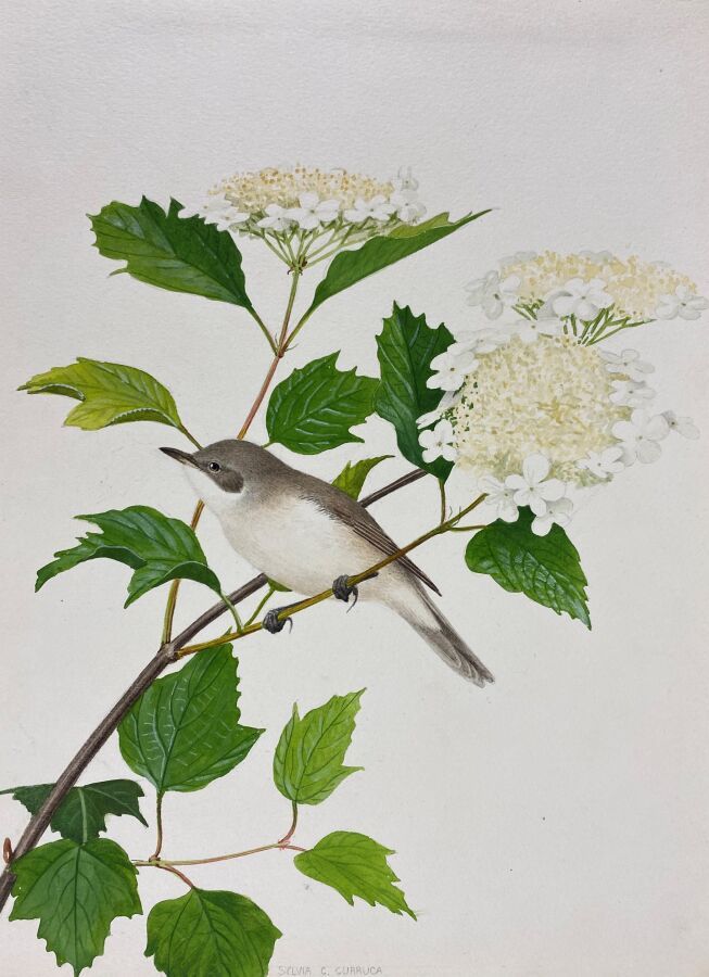 Null 保罗-巴鲁尔
"巴布林莺 "或 "Sylvia curruca
纸上水彩画
24 x 18 cm