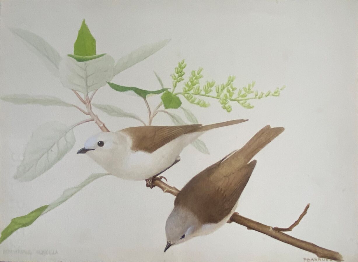 Null 保罗-巴鲁尔
"白头翁 "或 "白头翁"(Mohoua albicilla)
纸上水彩画 
18 x 24厘米