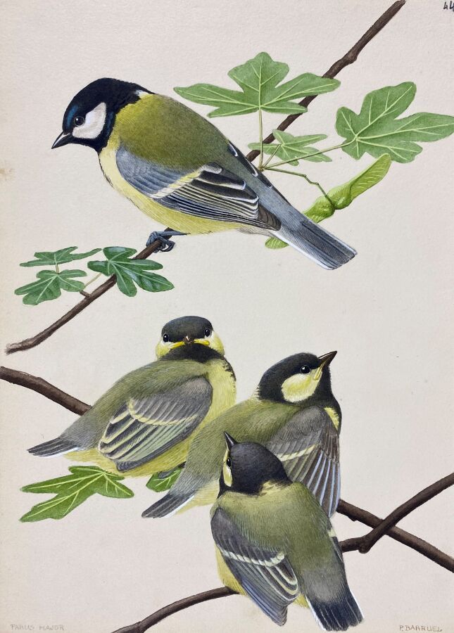 Null Paul Barruel
"Chickadee" or "Parus major
Watercolor on paper signed in the &hellip;