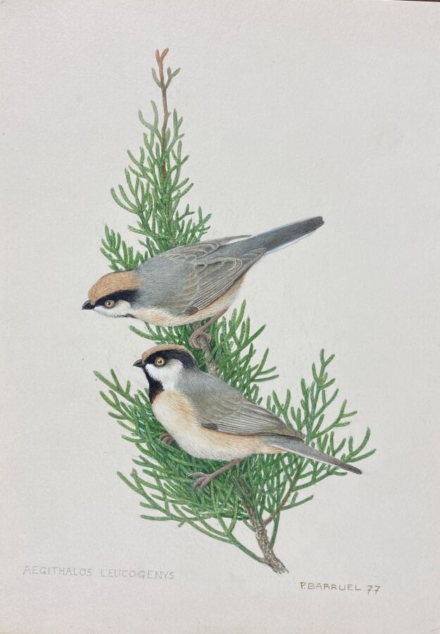 Null Paul Barruel
"White-cheeked tit" or "Aegithalos leucogenys
Watercolor on pa&hellip;