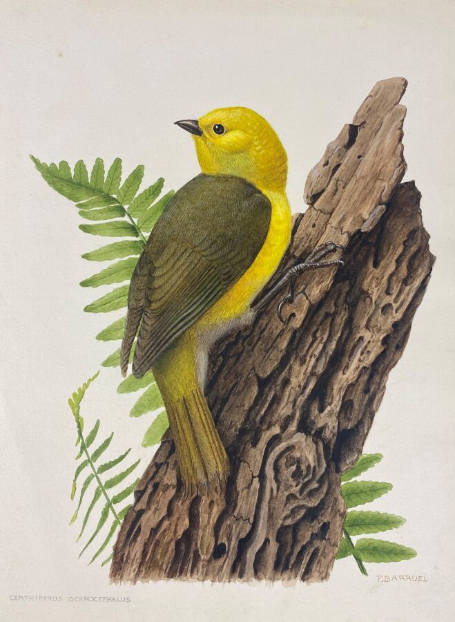 Null Paul Barruel
"Yellow-headed Mohua" or "Mohua ochrocephala
Watercolor on pap&hellip;