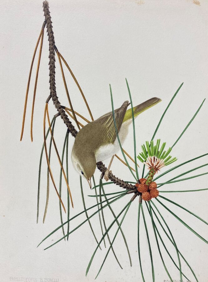 Null 保罗-巴鲁尔
波内利莺 "或 "Phylloscopus bonelli"。
纸上水彩画，有签名和日期，1949年
24 x 18厘米