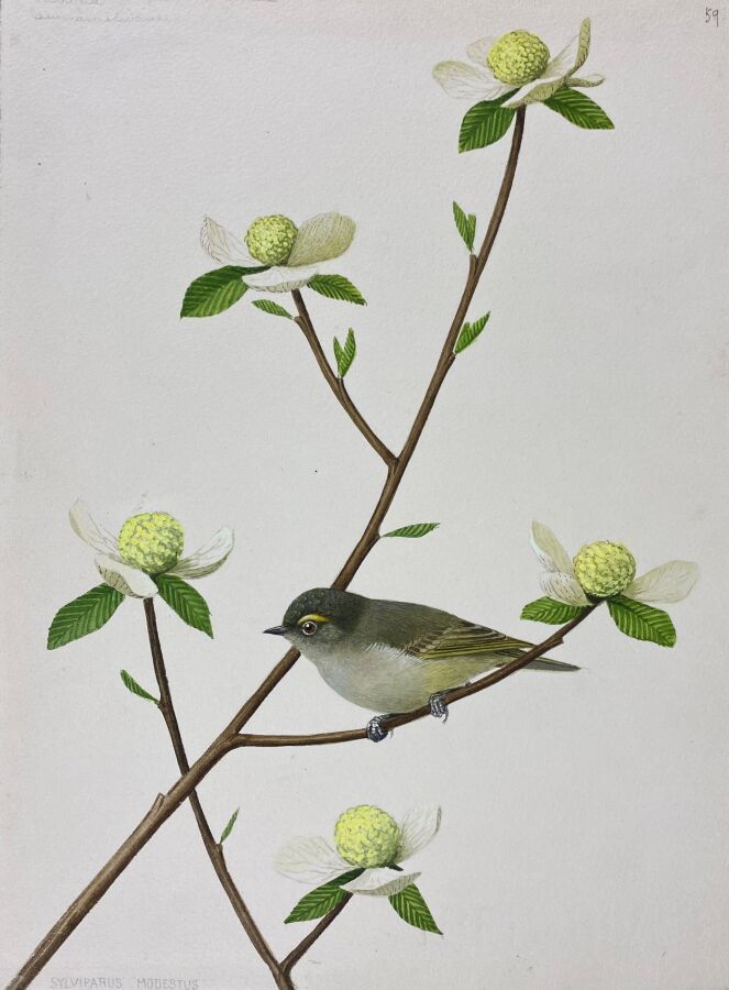 Null 保罗-巴鲁尔
"谦逊的山雀 "或 "Sylviparus modestus
纸上水彩画 
24 x 18 cm