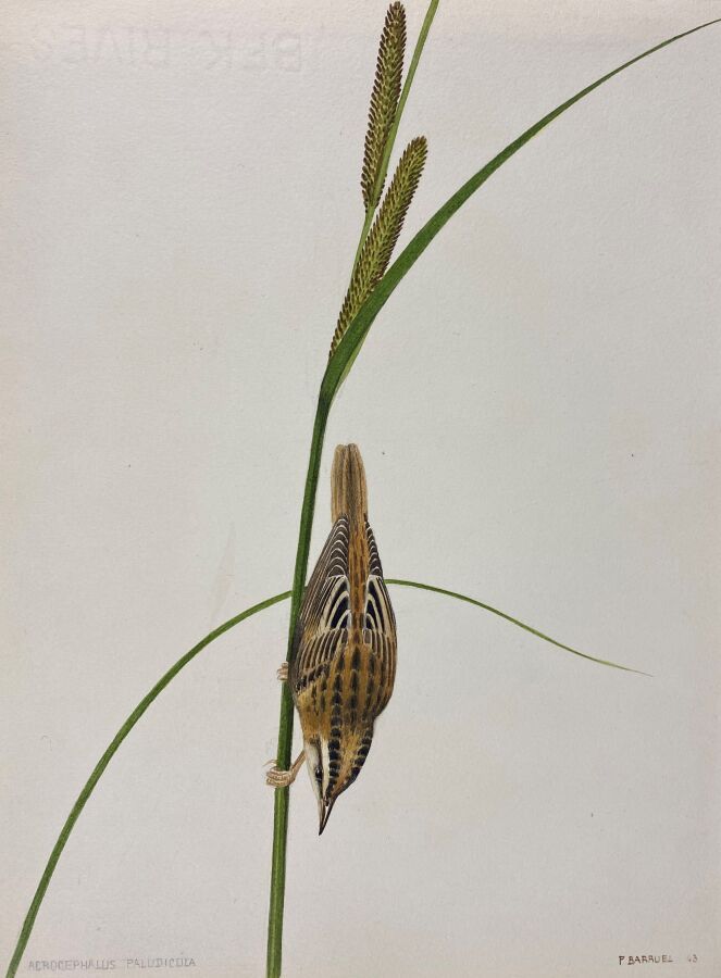 Null 保罗-巴鲁尔
水生莺 "或 "Acrocephalus paludicola"。
纸上水彩画，右下角有签名和日期43
24 x 18 cm