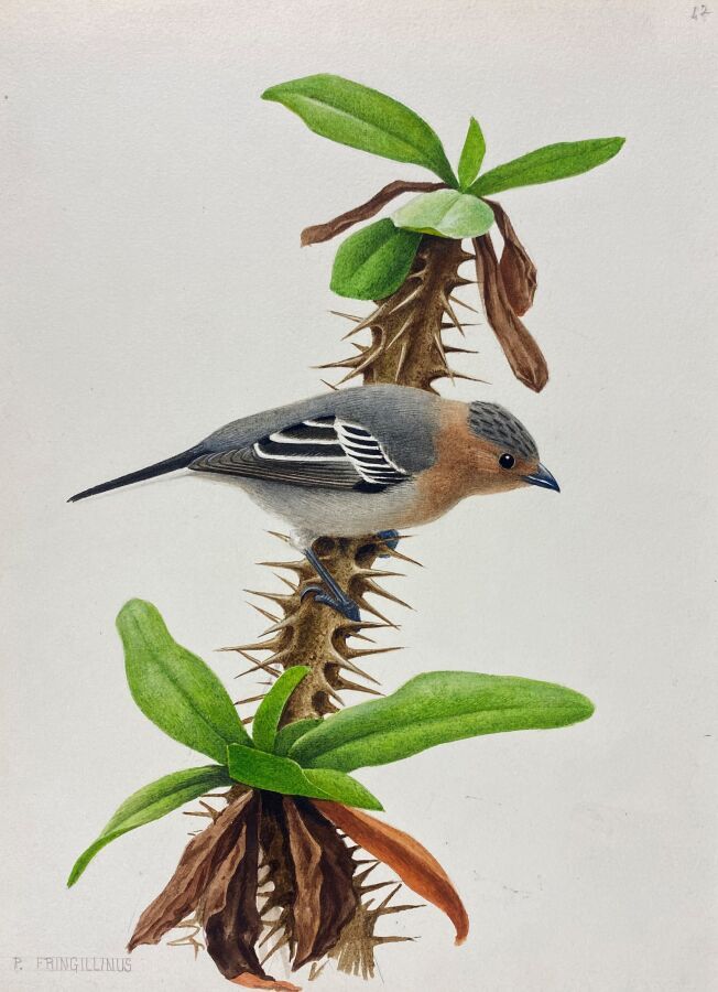 Null Paul Barruel
"Red-throated chickadee" or "Parus fringillinus".
Watercolor o&hellip;