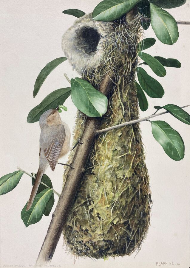 Null Paul Barruel
"Chickadee" or "Psaltriparus minimus
Watercolor on paper signe&hellip;