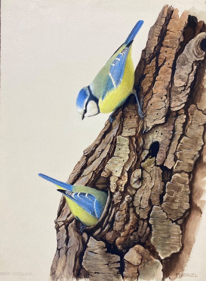 Null 保罗-巴鲁尔
"蓝山雀 "或 "Cyanistes caeuleus
纸上水彩画，右下角签名
24 x 18 cm