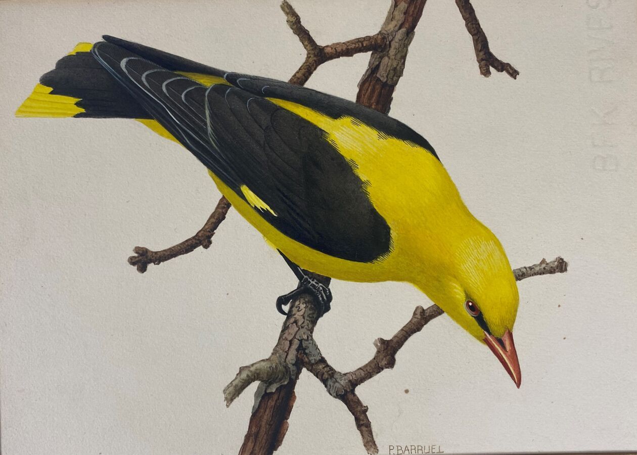 Null Paul Barruel
"Oriole" or "Oriolus
Watercolor on paper signed in the lower m&hellip;