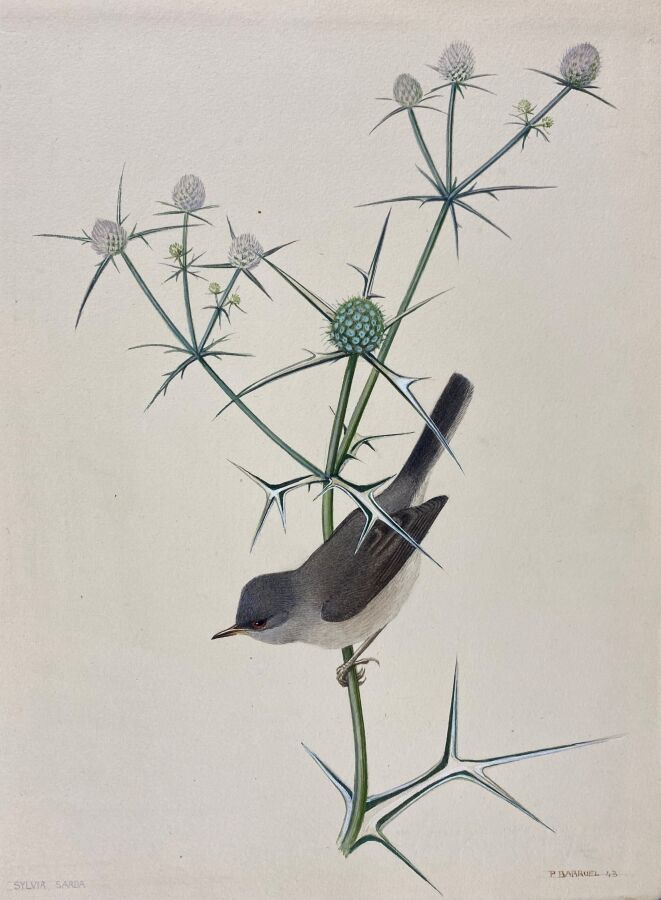 Null Paul Barruel
"Sardinian Warbler" or "Sylvia sarda
Watercolor on paper signe&hellip;