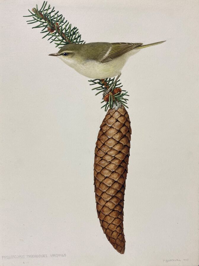 Null 保罗-巴鲁尔
绿莺 "或 "Phylloscopus trochiloides"。
纸上水彩画，右下角签名，日期为43
24 x 18 cm