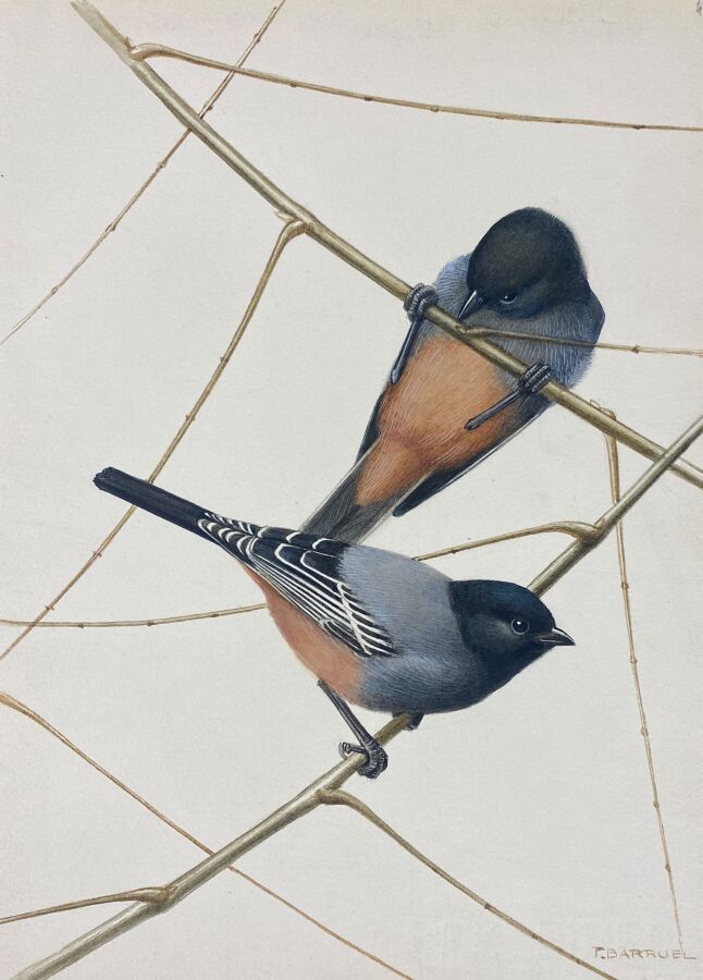 Null Paul Barruel
"Cinnamon-bellied Chickadee" or "Parus rufiventris
Watercolor &hellip;