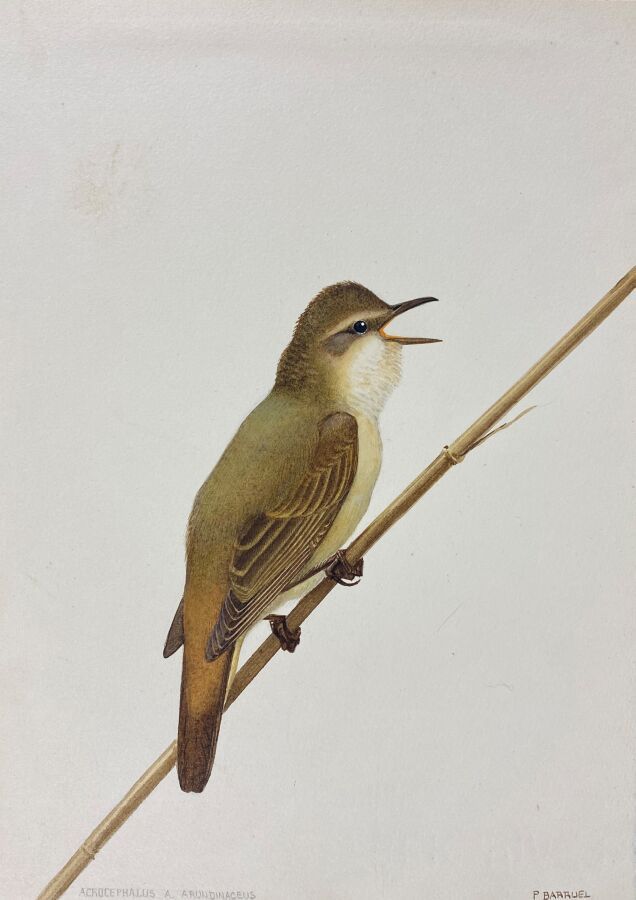 Null 保罗-巴鲁尔
"土耳其莺 "或 "Acrocephalus arundinaceus
纸上水彩画，右下角签名
24 x 17 cm