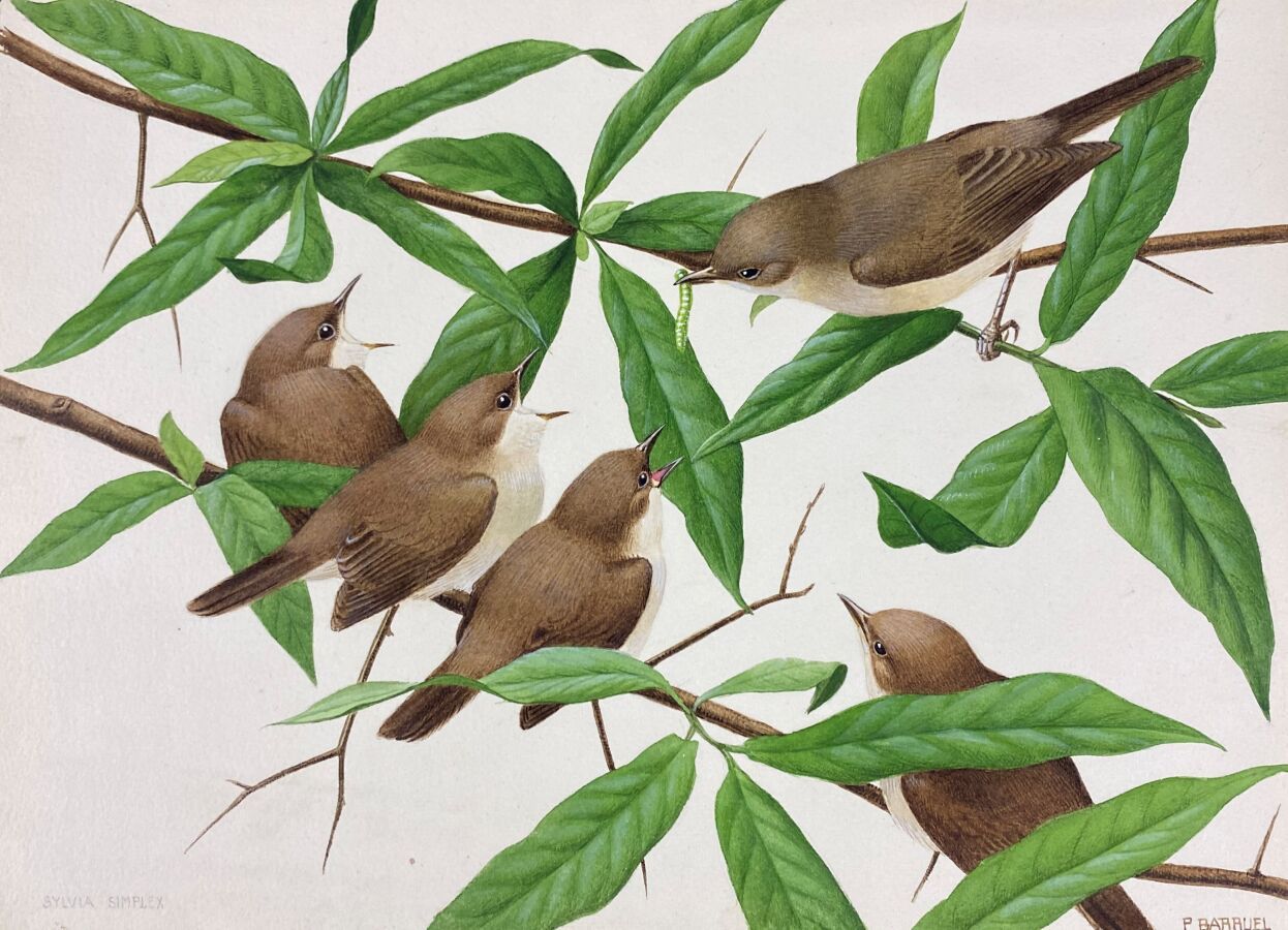Null 保罗-巴鲁尔
"花园莺 "或 "西尔维娅-波林
纸上水彩画，右下角有签名
18 x 24厘米