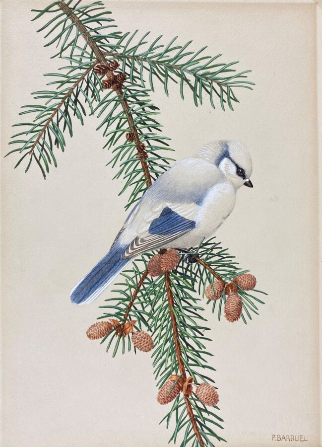 Null Paul Barruel
"Azure tit" or "Cyanistes cynus
Watercolor on paper signed in &hellip;