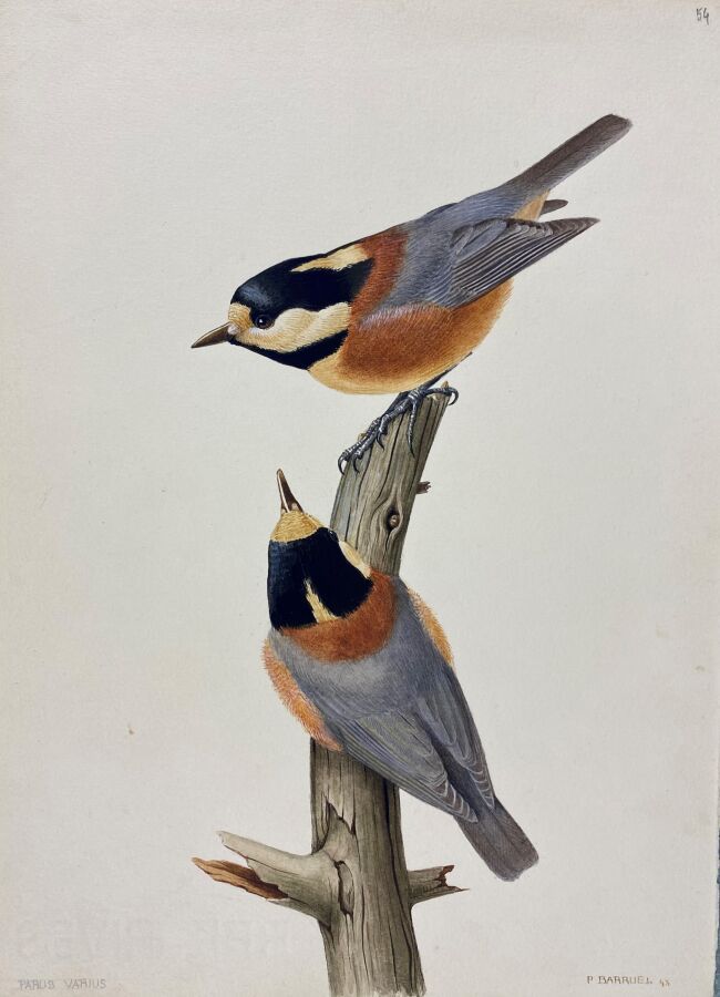 Null 保罗-巴鲁尔
"雏鸟 "或 "Poecile varius
纸上水彩画，右下角签名
24 x 18 cm