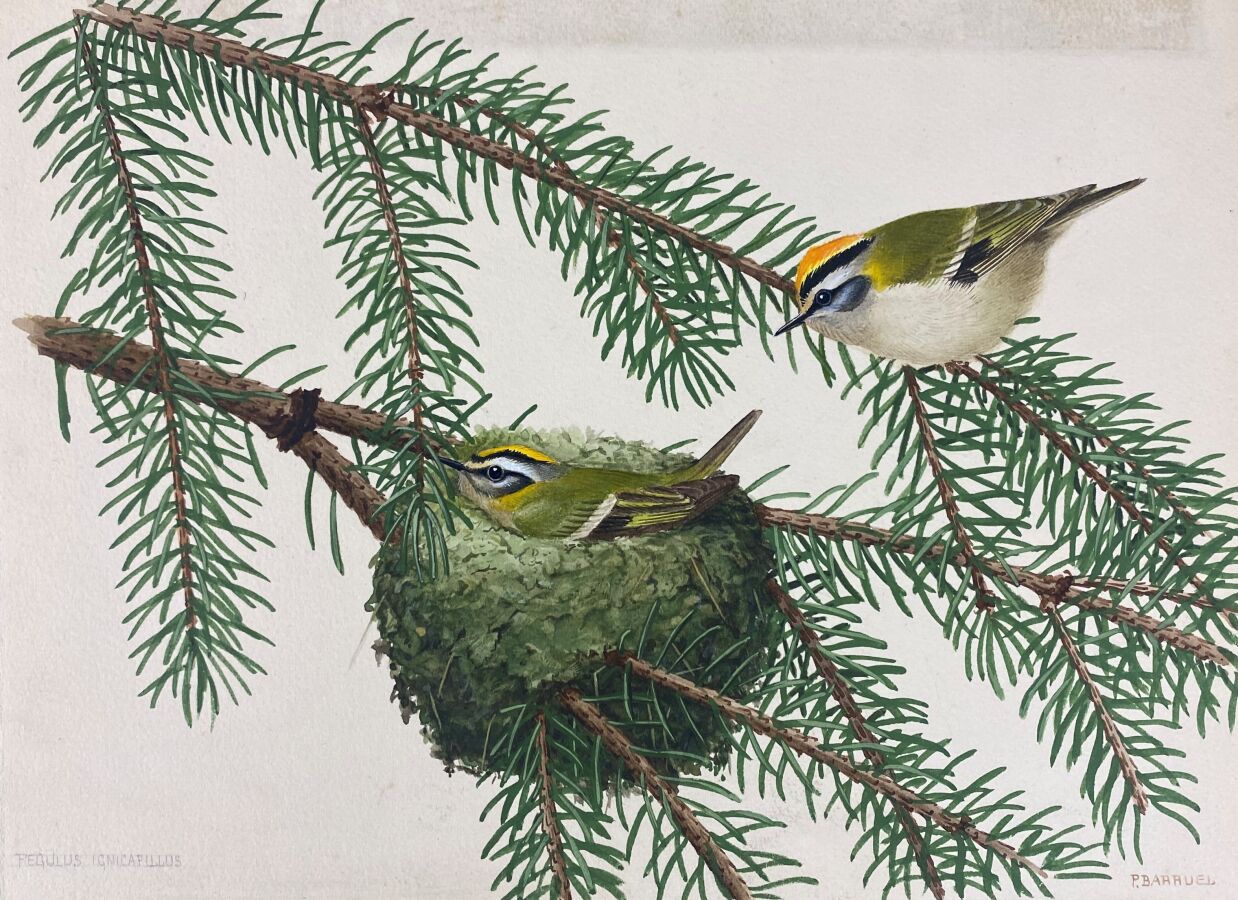 Null 保罗-巴鲁尔
三带小鸟 "或 "Regulus ignicapilla"。
纸上水彩画，右下方有签名和日期1942年
18 x 24厘米