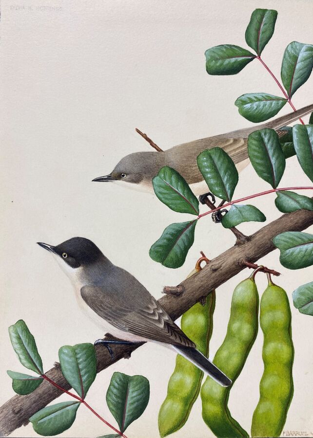 Null Paul Barruel
"Orpheus Warbler" or "Sylvia hortensis
Watercolor on paper sig&hellip;