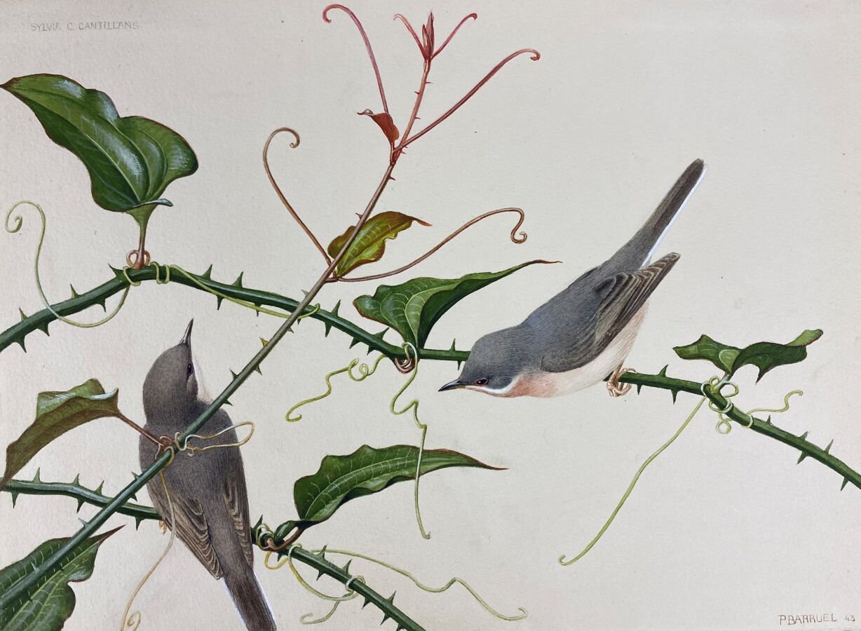 Null Paul Barruel
"passerine warbler" or "Sylvia cantillans
Watercolor on paper &hellip;