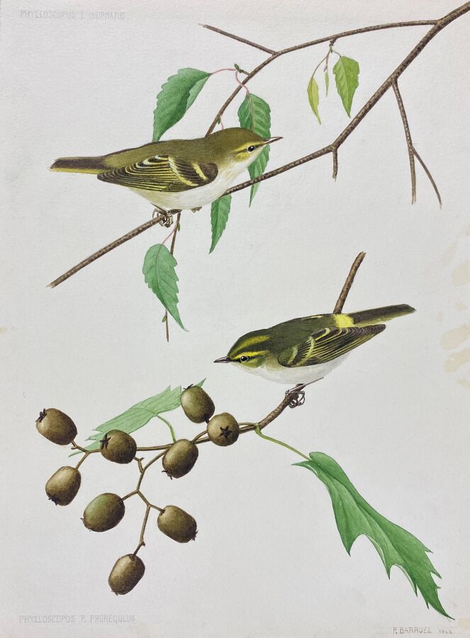 Null Paul Barruel
"High-browed Warbler, Pallas's Warbler" or "Phylloscopus inona&hellip;