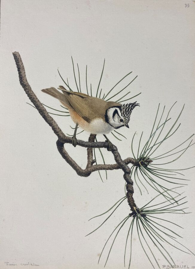 Null Paul Barruel
"Crested Tit" or "Regulus regulus
Watercolor on paper signed i&hellip;
