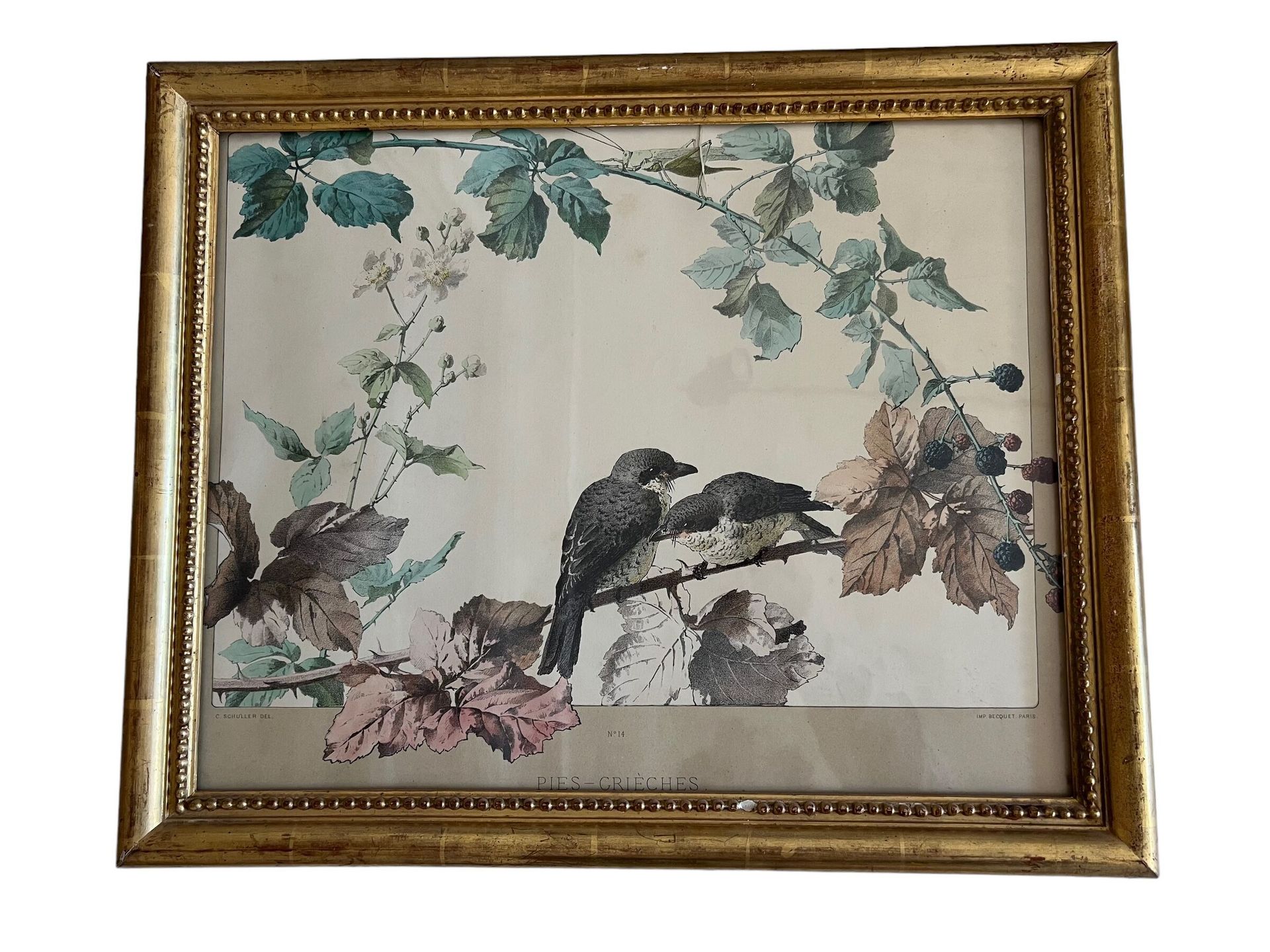 Joseph Carl Paul SCHULLER (1852-1920). Lithographies oiseaux. Joseph Carl Paul S&hellip;
