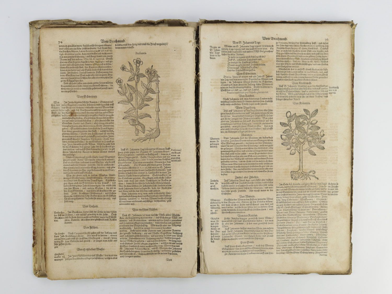 Null Colerus Johann, Hausväterbuch - "Oeconomieae Ruralis Et Domesticae", Mayenc&hellip;