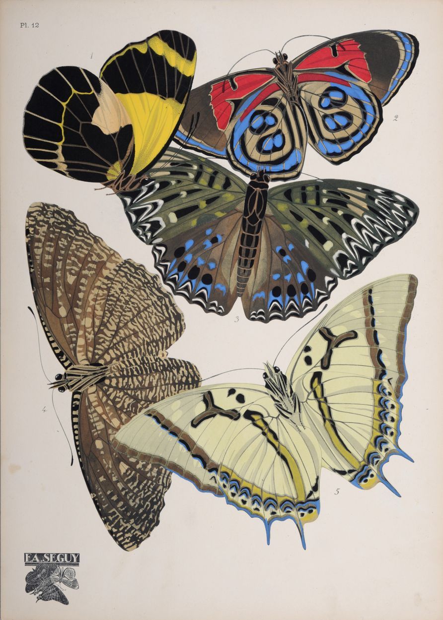 Emile Allain Seguy Emile Allain Seguy (1877-1951)

Les Papillons, tavola n° 12, &hellip;