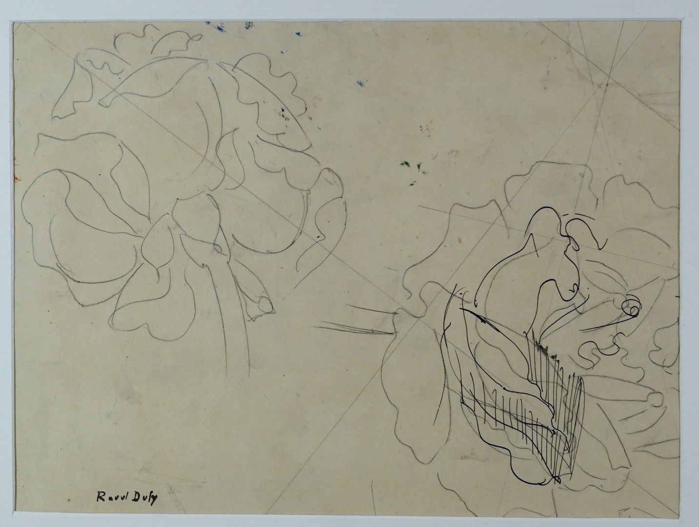 Raoul DUFY (1877-1953) 叶子
铅笔画的研究，有彩色的注释。无符号
45 x 64 厘米
可见的褐色。