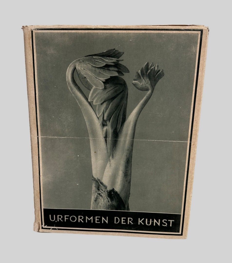 KARL BLOSSFELDT 1865-1932 KARL BLOSSFELDT 1865-1932
"Urformen der Kunst", Ernst &hellip;