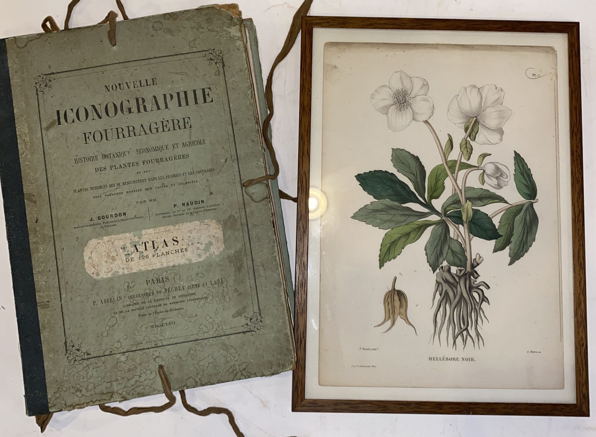 Null GOURDON et NAUDIN.
Nouvelle Iconographie Fourragère. Histoire botanique, éc&hellip;
