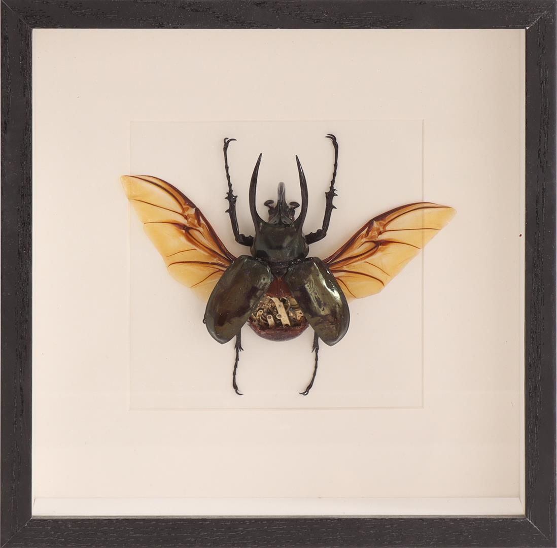 Null Vitrine avec taxidermie du scarabée de l'Atlas, 22x22 cm