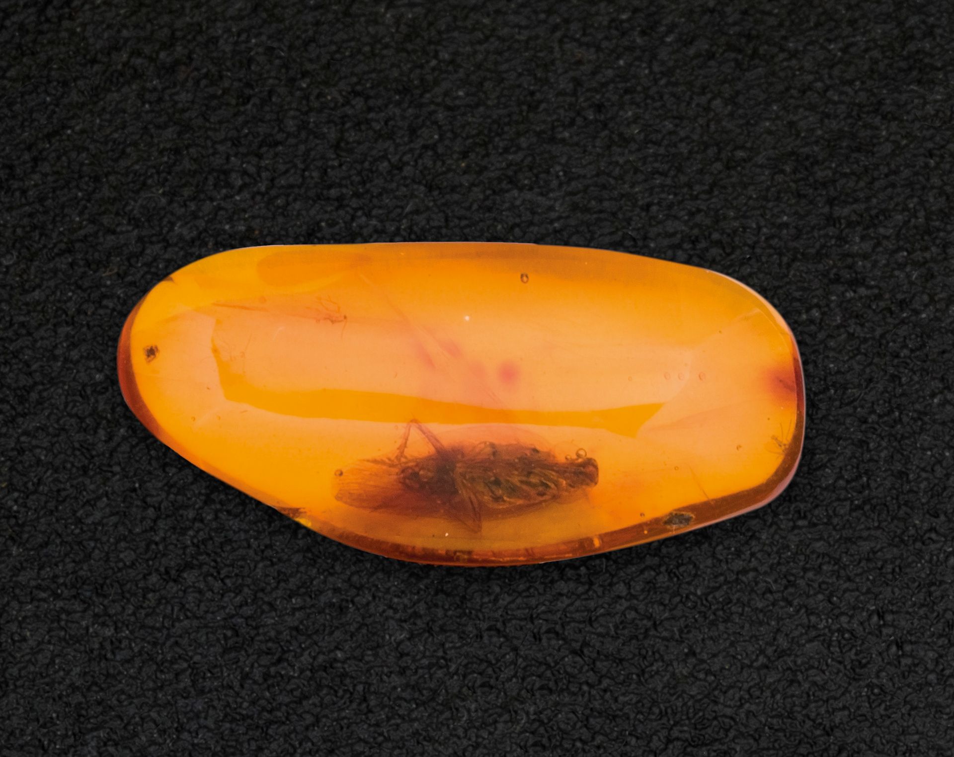 Null Amber from Santo Domingo with inclusion of blattodea (8.20 cts.).