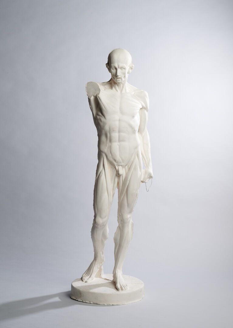 Homme écorché debout 盖里尼工作室，根据让-安托万-侯东（1741-1828 年）的作品创作
被剥皮的站立男子
石膏 
H.74 厘米 宽 &hellip;