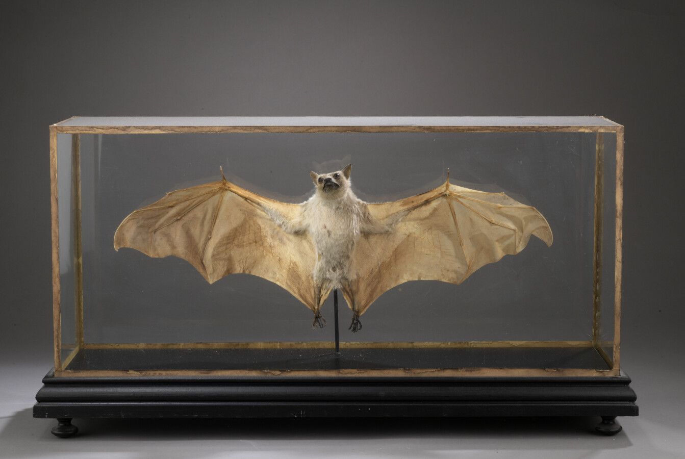 Null Naturalized Hammerhead bat presented in a showcase. 

H. 32.5 cm - W. 62 cm&hellip;