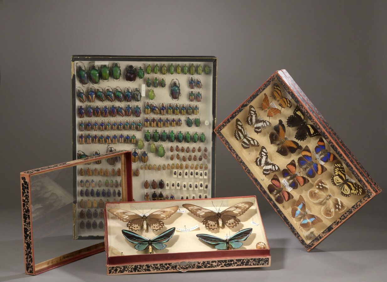 Null Deux boîtes vitrines d'entomologistes contenant des papillons. 

H. 25 cm -&hellip;