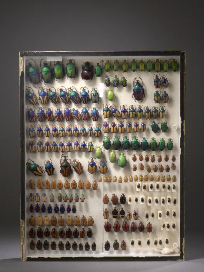 Null Boite vitrine d'entomologiste contenant des coléoptères. 

H. 50 cm - L. 39&hellip;