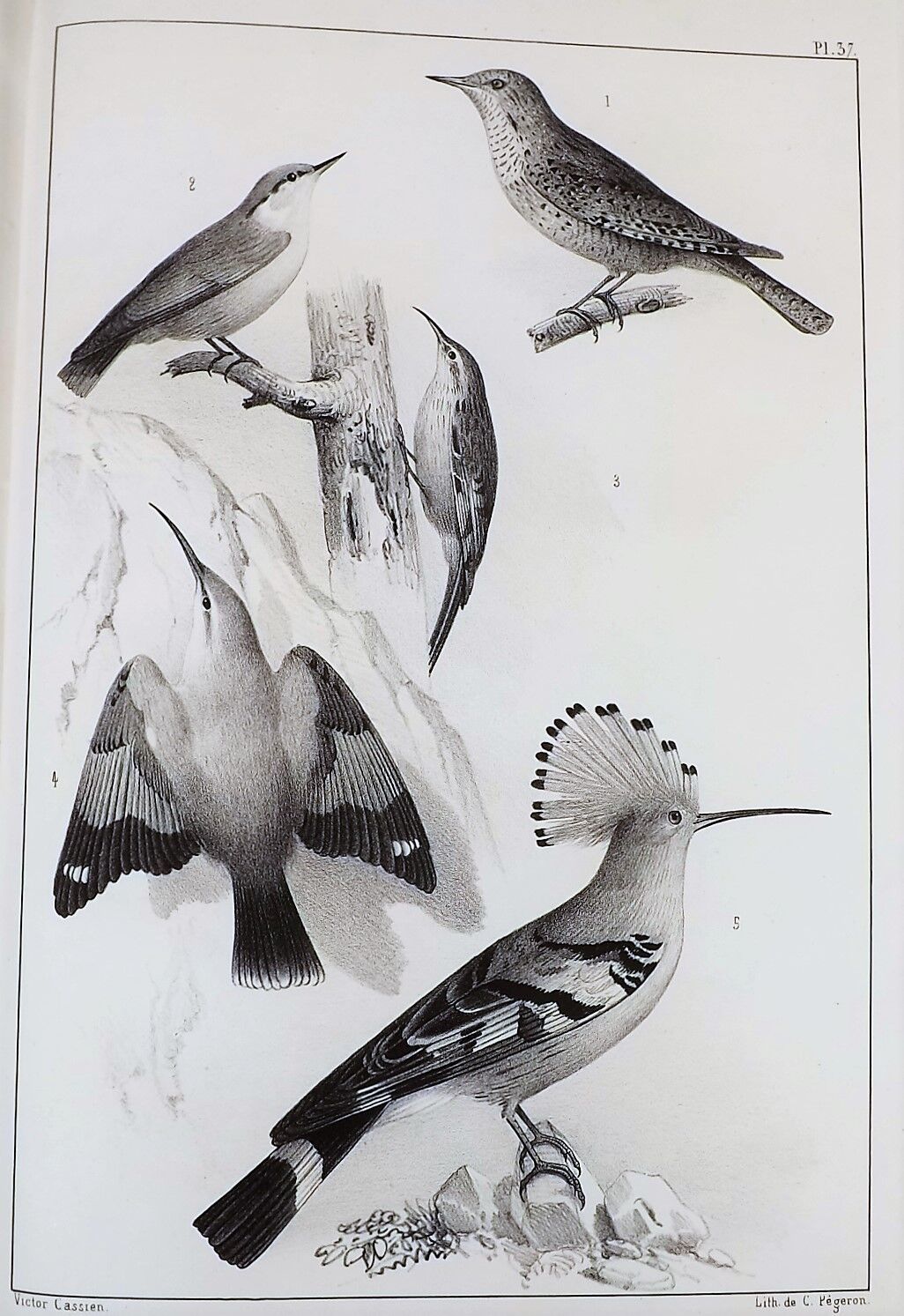 Null Faune - BOUTEILLE (Hippolyte). Ornithologie du Dauphiné ou description des &hellip;
