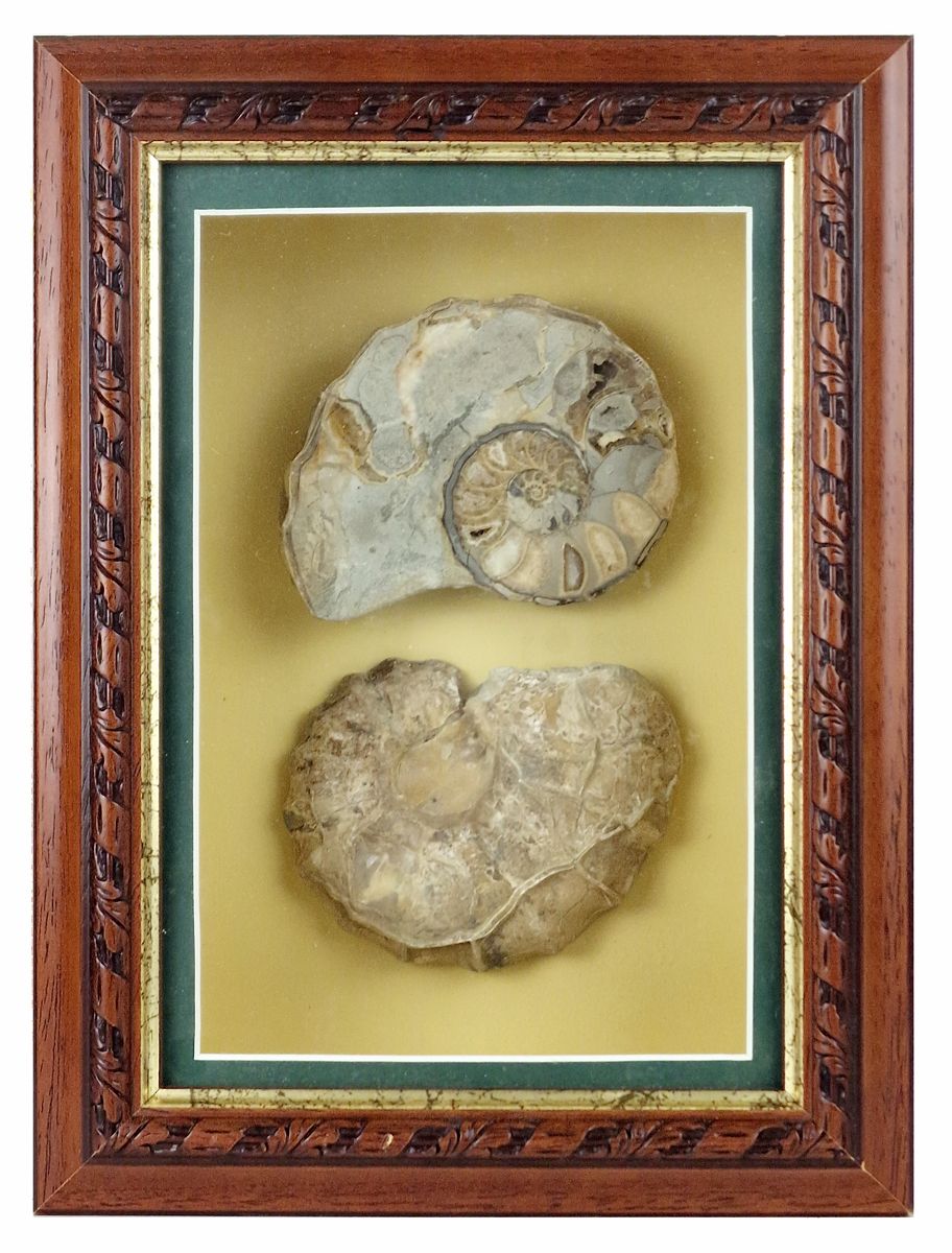 AMMONITES Suite of two fossilized shells, presented under glass in a box to susp&hellip;