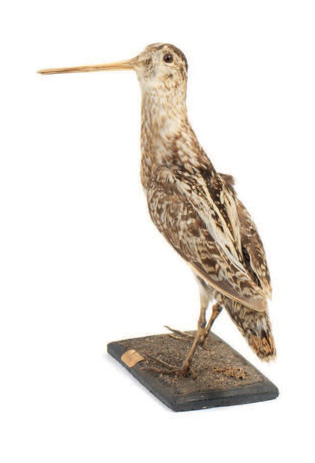 Null 鹬鸟（Gallinago gallinago）（CH）
安装在有人工装饰的底座上的旧标本；如是
旧藏；1930年前入籍。
1930年以前收集的标本的手&hellip;