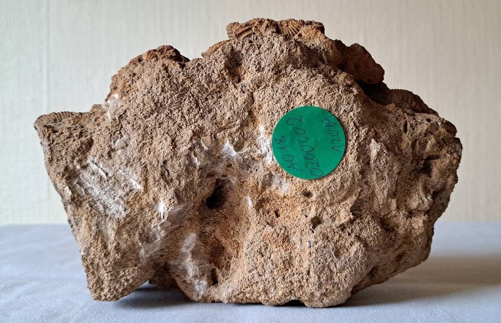 Null Fossile, escargots fossilisés, dimensions environ 20 x 13 x 7,5cm, pièce de&hellip;