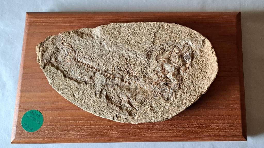 Null Fossile, poisson fossilisé sur plaque en bois, dimensions de la plaque env.&hellip;