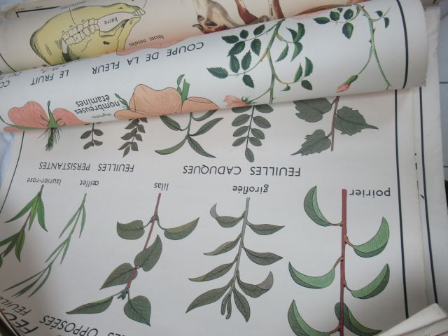 Null 重要的一批以植物和自然为主题的教育卡片。约1960年，88x60厘米左右。边缘存在一些裂缝