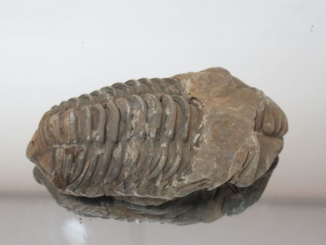 Null Tribolita, ca. (560/270 millones de años).