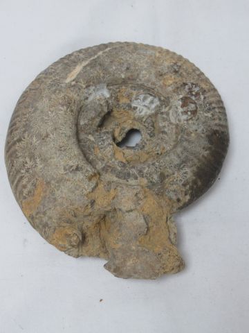 Null Ammonit. Durchmesser: 16 cm (kleine Mängel)