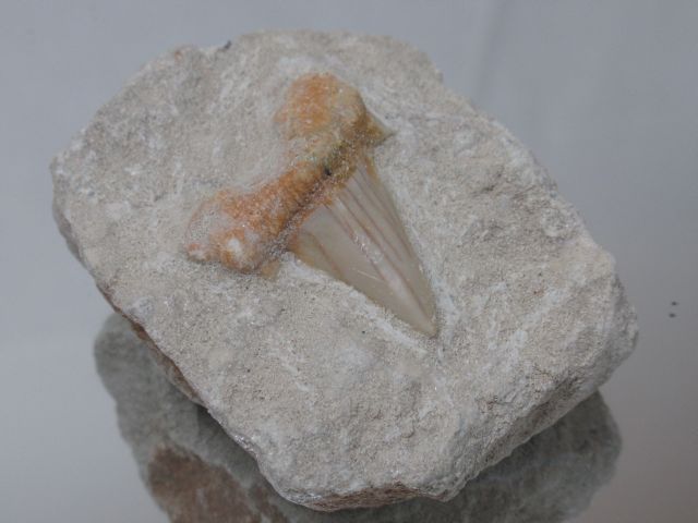 Null Fossiler Tiburon-Zahn (vor 50 Millionen Jahren).