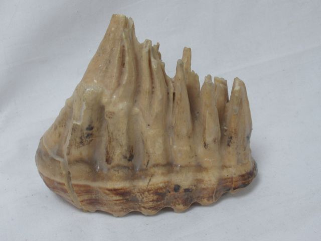 Null Reproduction of a mammoth tooth. Length: 14 cm