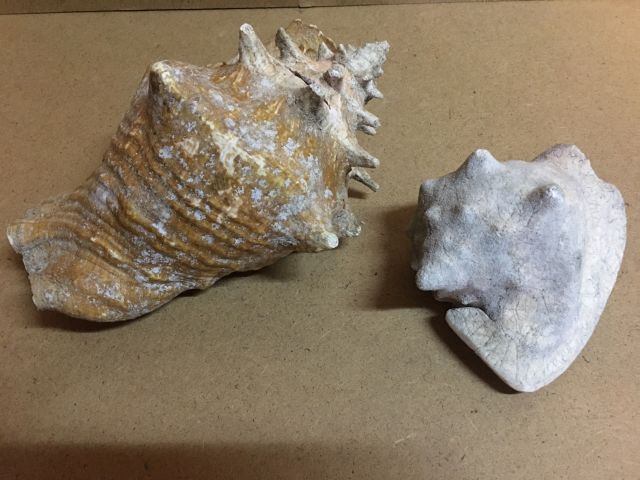 Null Lot of two conch shells L10cm and L16cm